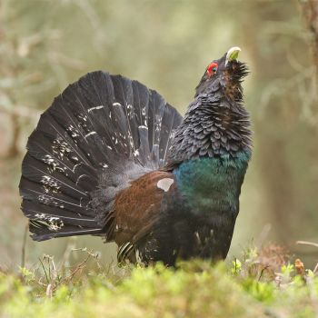 Capercaillie - wildlife of Scotland (reasons to go hiking in Scotland)