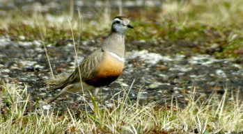 Dotterel