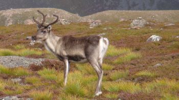 reindeer.jpg - wildlife of Scotland - reasons to go hiking in the Cairngorms