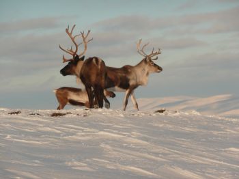 Winter in the Cairngorms