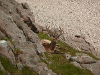 red deer