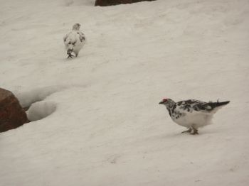 Ptarmigan