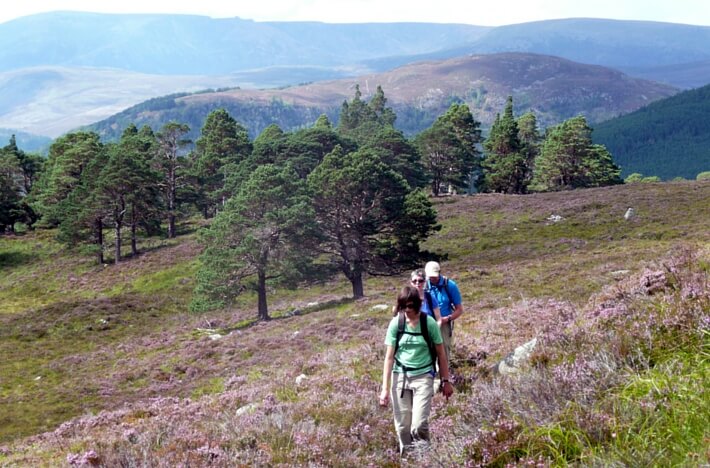 Guided hiking in the Cairngorms