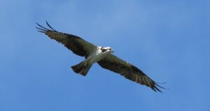 osprey in the Cairngorms