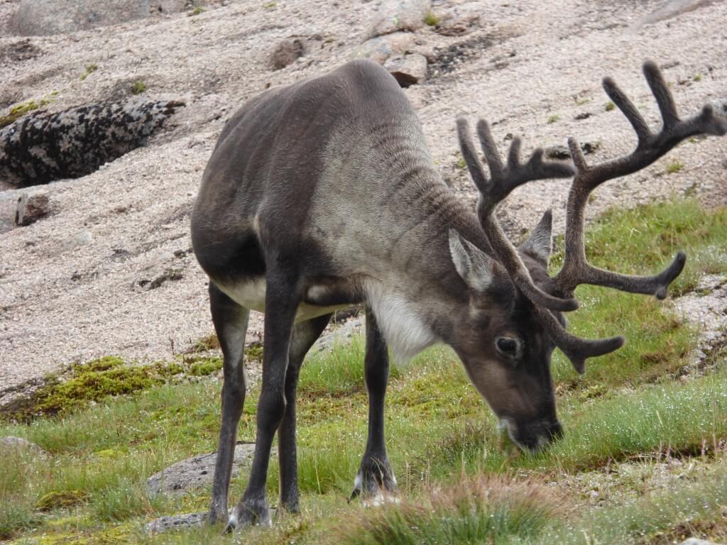 Reindeer in the Cairngorms