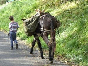 donkey trekking - leading