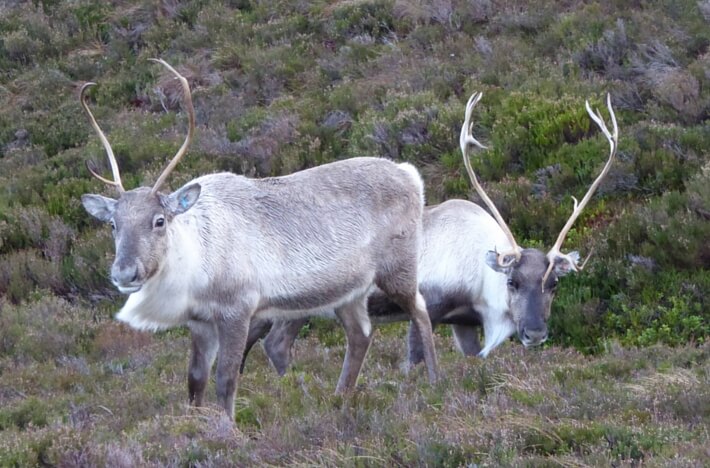 reindeer in the Cairngorms