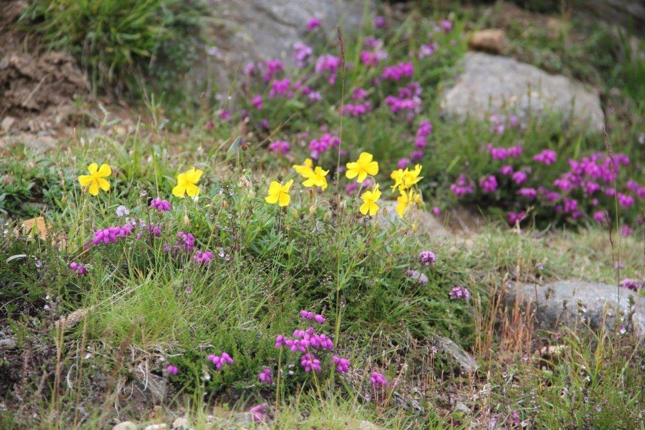 Wild flowers of the Highlands of Scotland - Scot Mountain Holidays