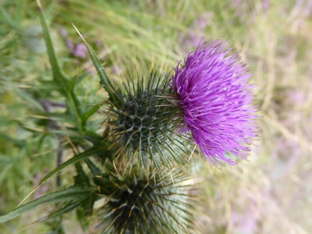 Scottish Thistle - Scot Mountain Holidays