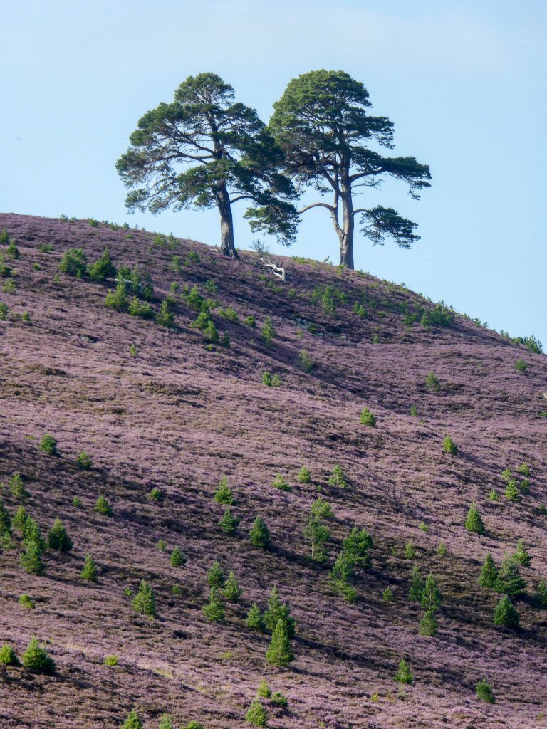 heather in bloom