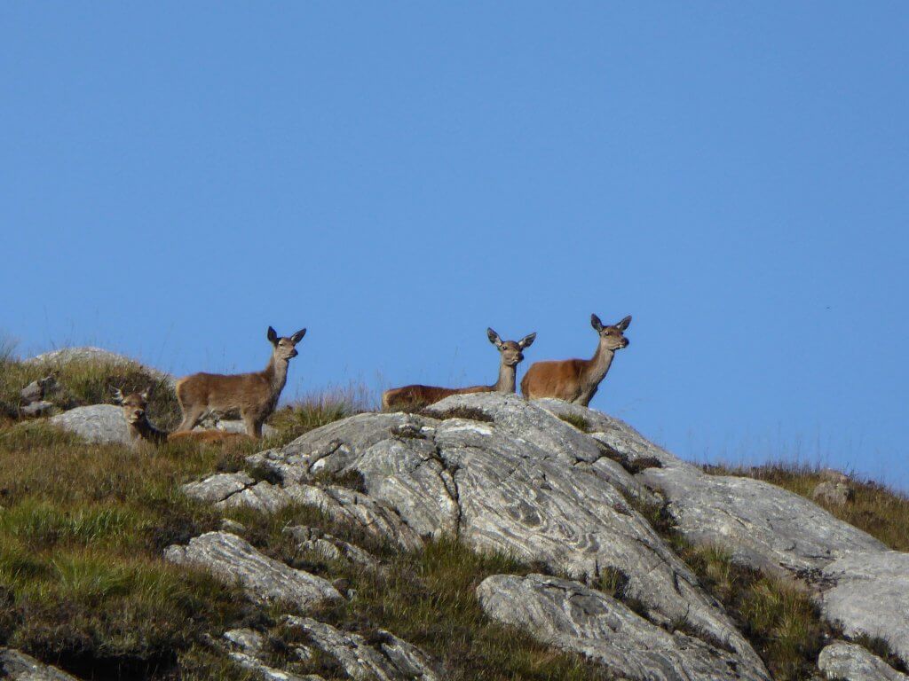 Four deer are spotted on a walking trip