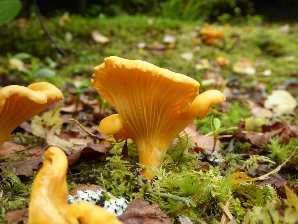 Yellow fungus in spring