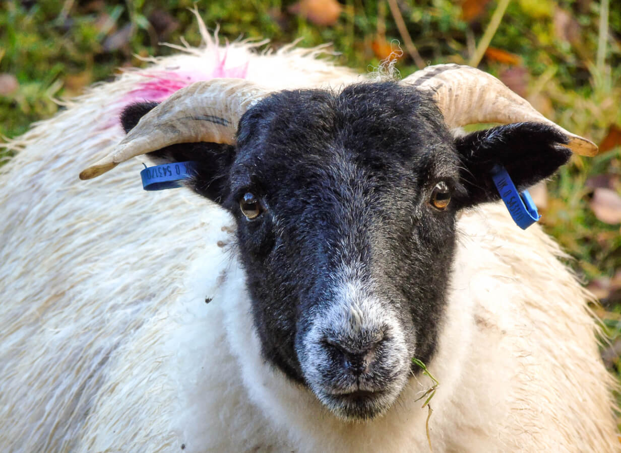 Sheep Hebrides