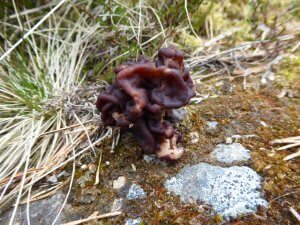 scottish wildlife - fungi