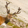 red deer