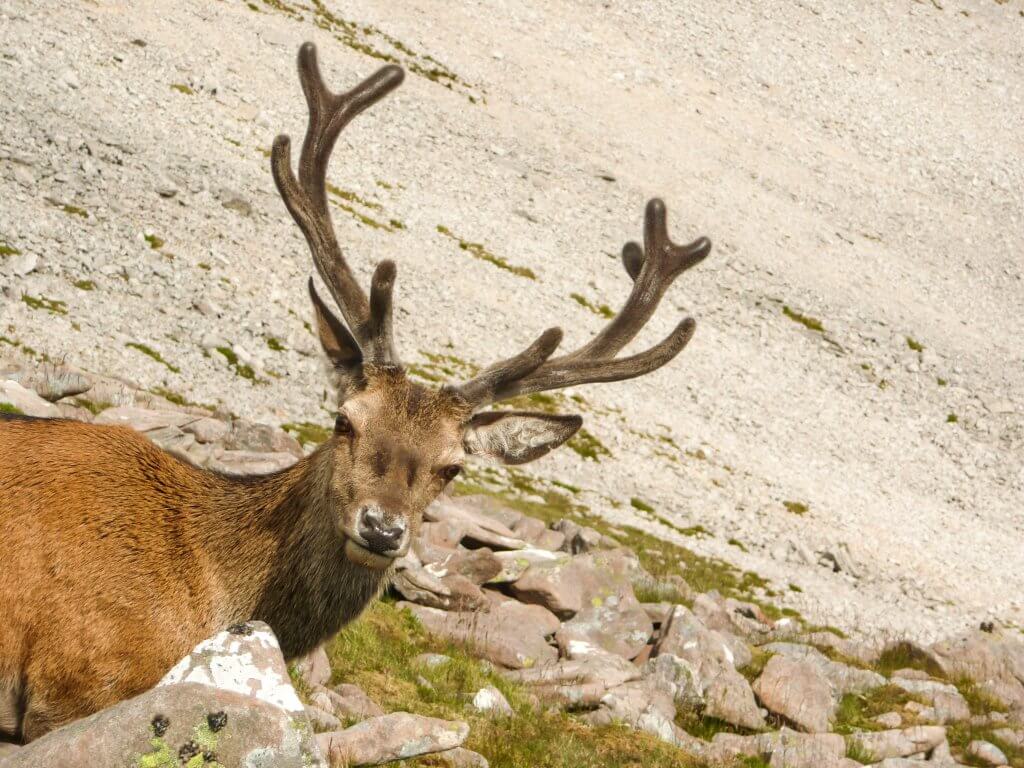 red deer