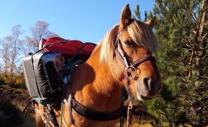 Ready for the off - hiking with pack horses