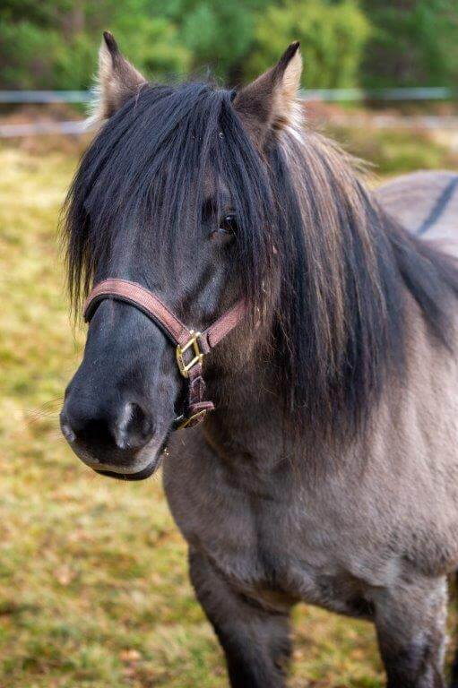 Highland pony - horse welfare