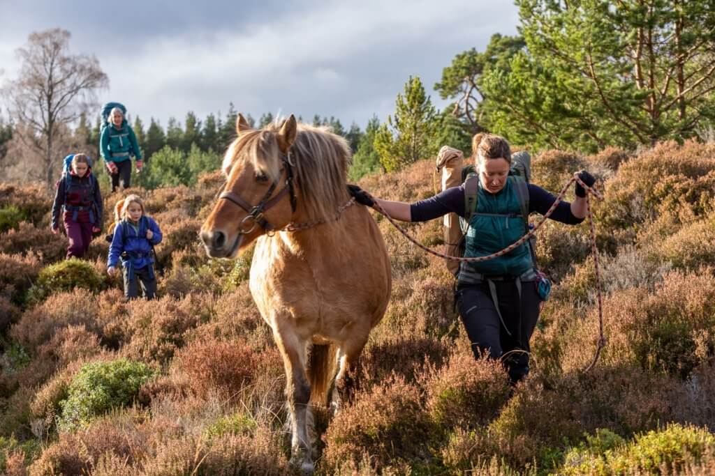 horse welfare - no pack goldie