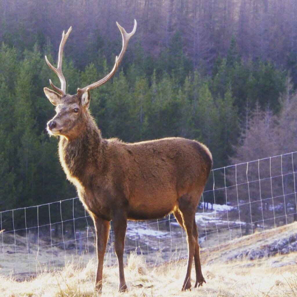 red deer