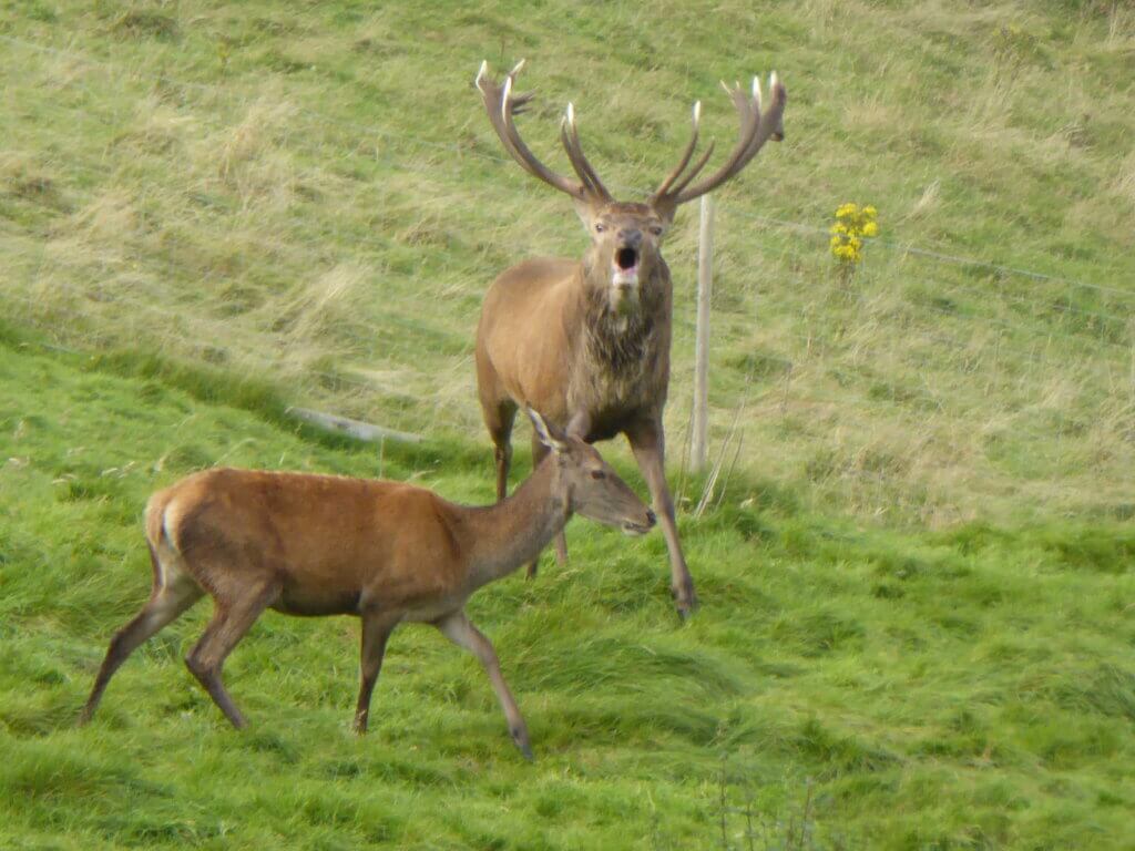 deer