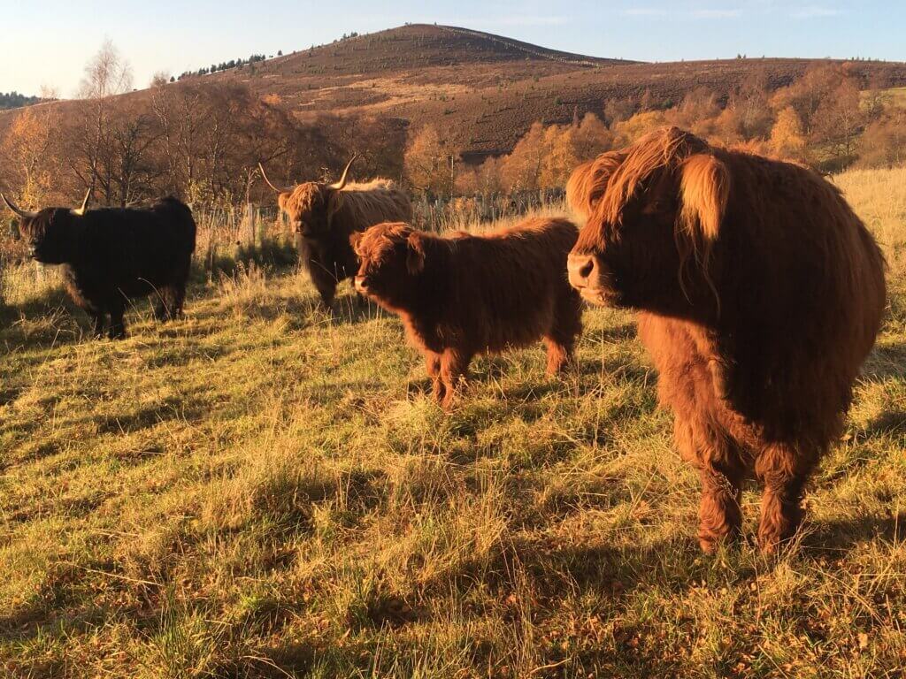 Highland Cattle at Lynbreck Croft