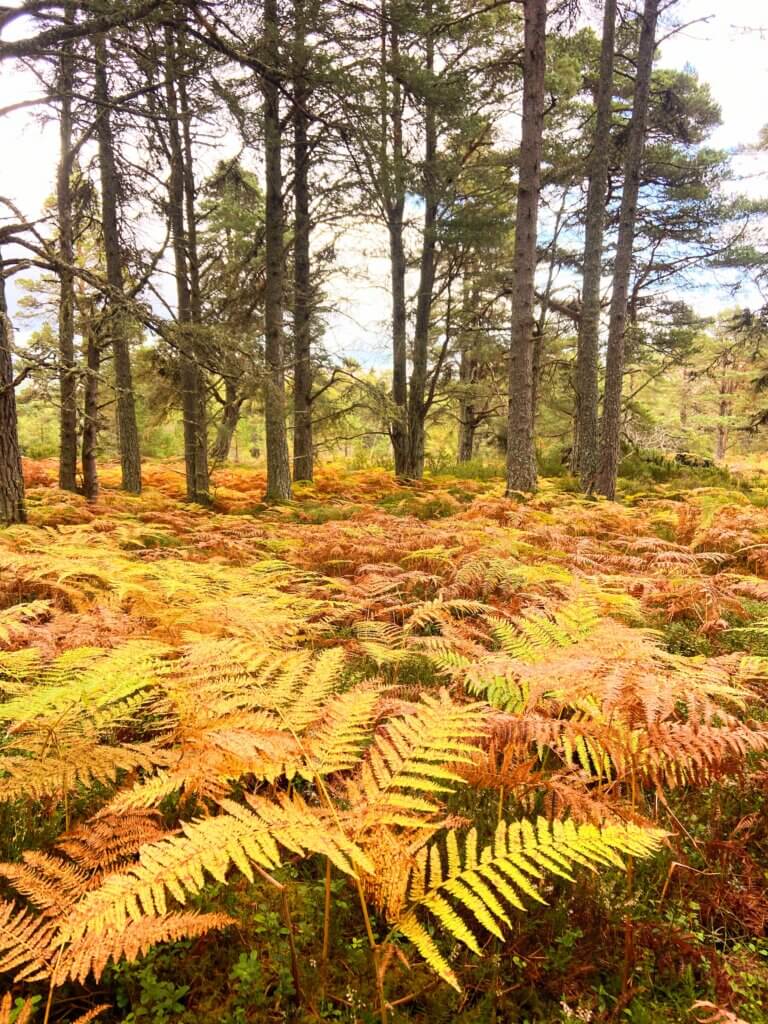 autumn colours