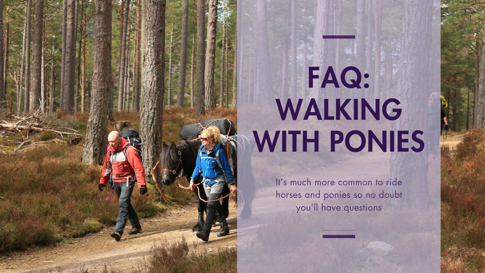 FAQ: walking with ponies
