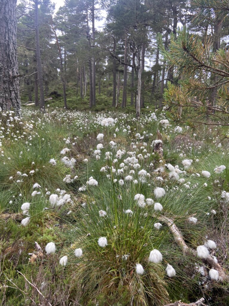 Cotton grass