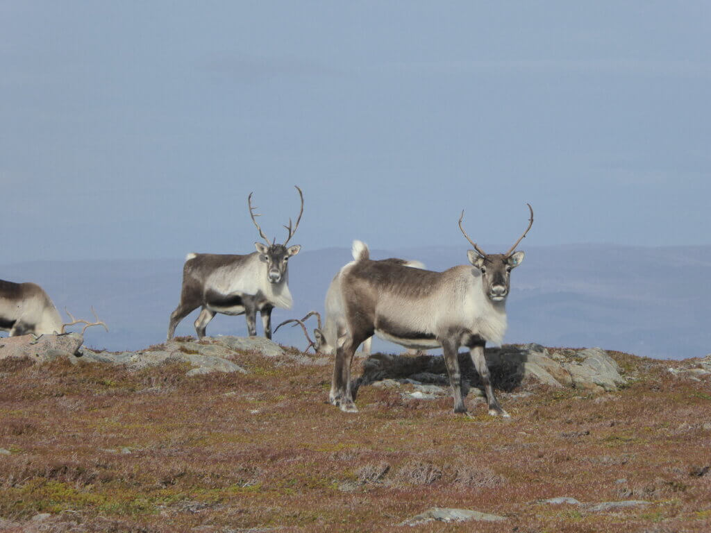 reindeer