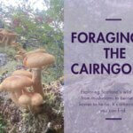 Foraging in the Cairngorms