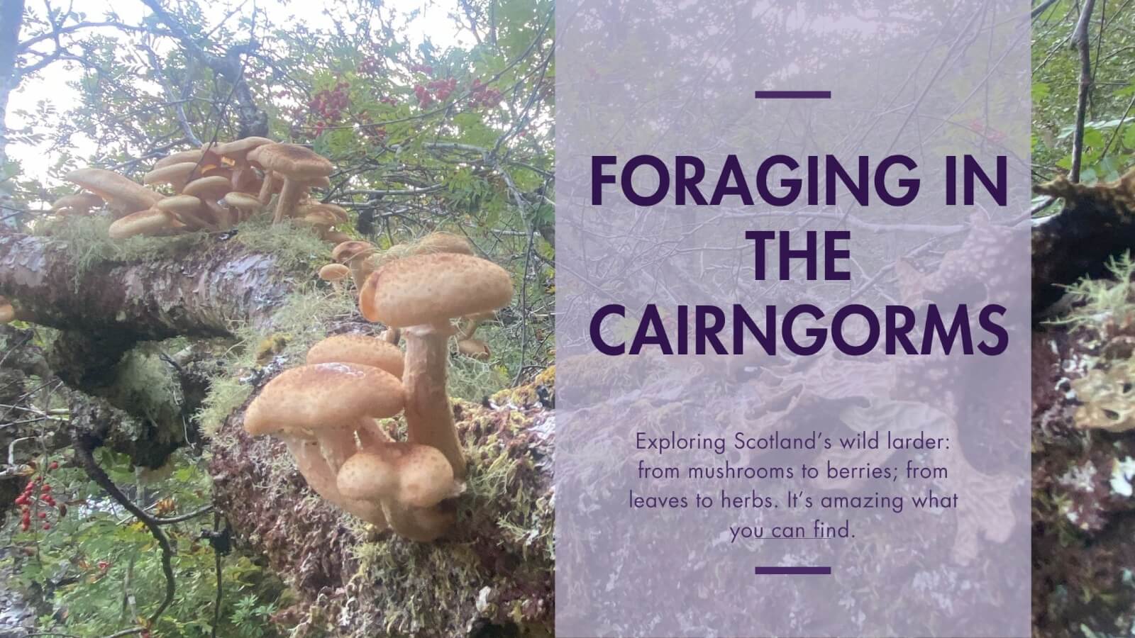 Foraging in the Cairngorms